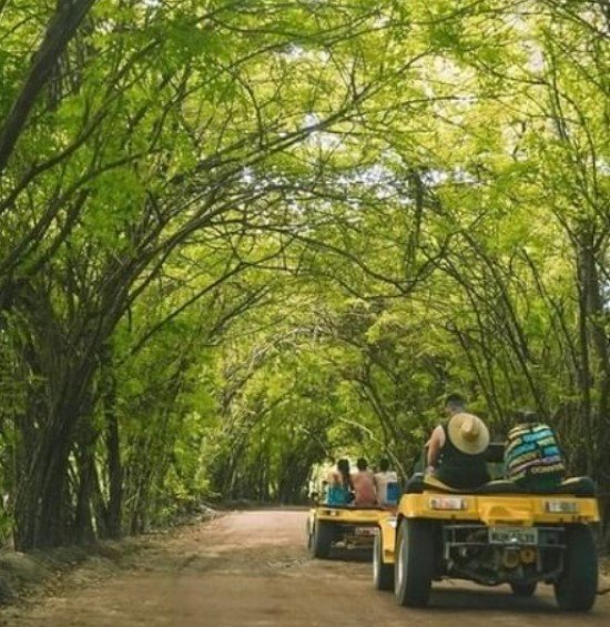 Praia de Patacho túnel verde.