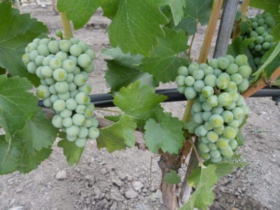 Uvas no pé no Chile.