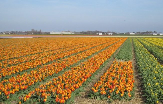 Campos de tulipas da Holanda.
