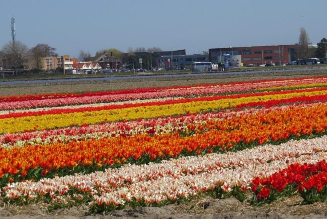 Visita aos campos de tulipas Holanda.