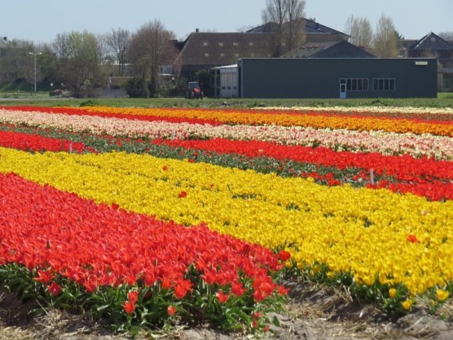 Plantação de tulipas na Holanda.