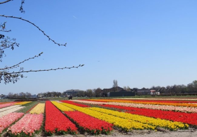 Campos de flores na Holanda.