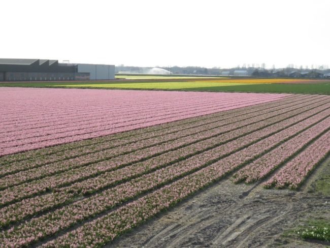 Campos de Tulipas na Holanda.