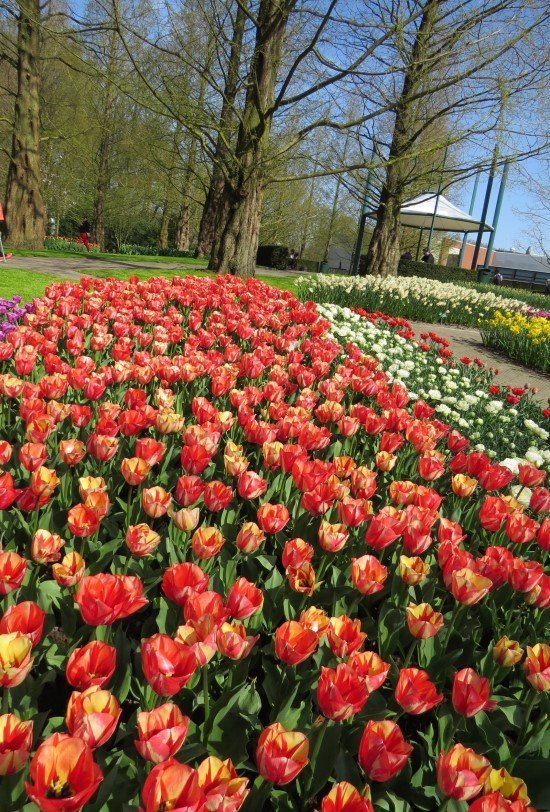 Keukenhof 2024.
