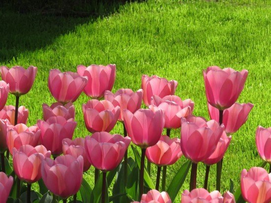 Keukenhof Amsterdam tulipas.