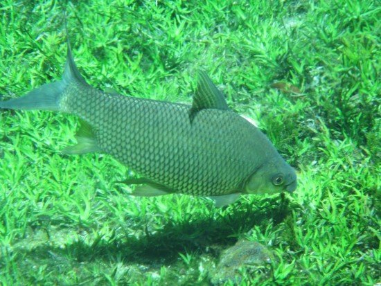 Bonito mato Grosso do Sul.