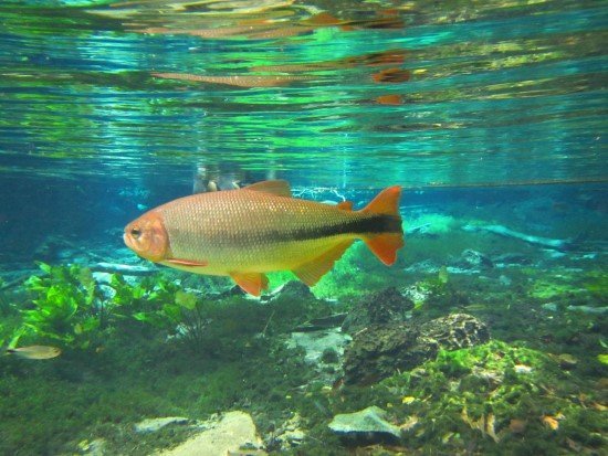 Bonito Flutuação no Rio Sucuri.