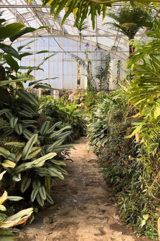 Jardim Botânico de São Paulo por dentro da estufa.