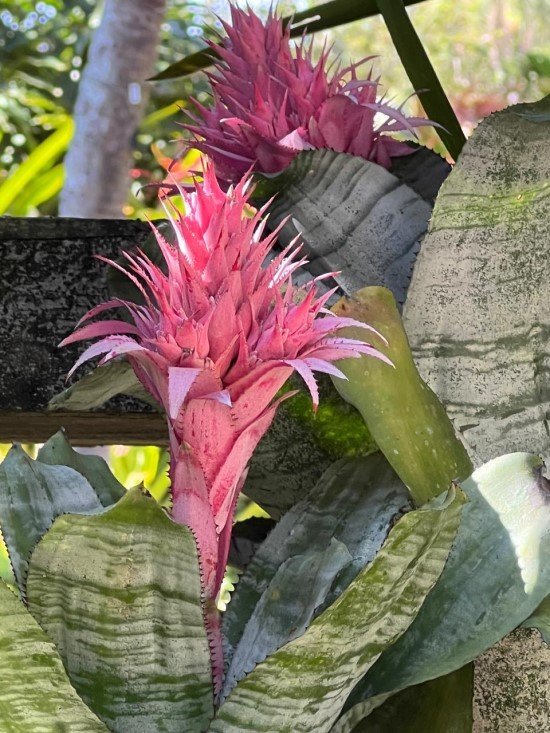 Jardim Botânico de São Paulo.