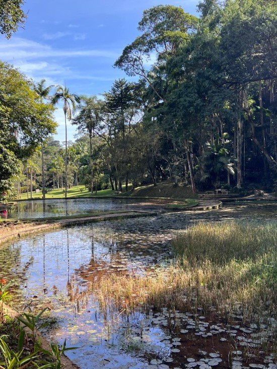 Lago das Ninféias Jardim Botânico de São Paulo.