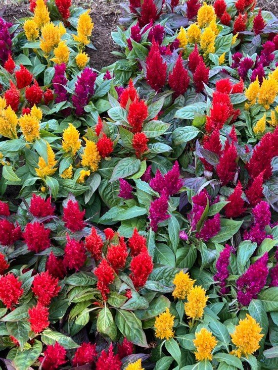 Flores do Jardim Botânico de São Paulo.