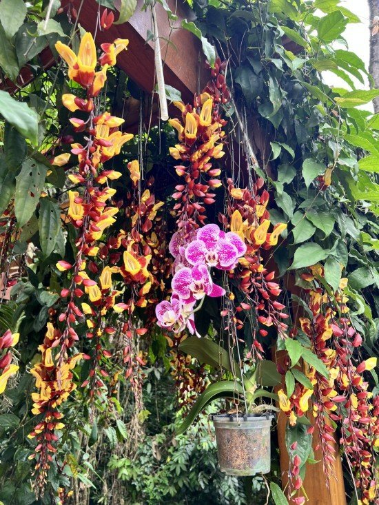 Dicas de turismo pela cidade das Flores Joinville SC.
