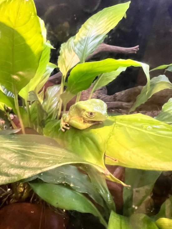 Zoológico de São Paulo Fotos.